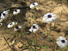 Felicia josephinae
