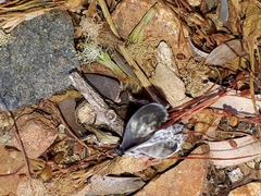 Leptotes cassius cassidula