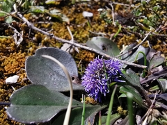 Globularia bisnagarica