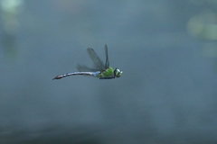 Anax panybeus