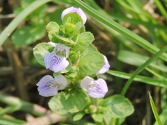 Hygrophila difformis