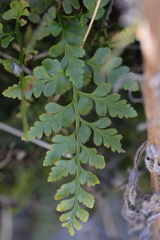Asplenium adiantum-nigrum