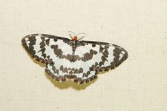 Pterothysanus laticilia