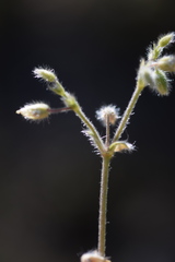 Cerastium tenoreanum