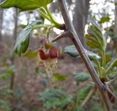 Ribes uva-crispa