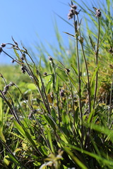 Silene nutans nutans