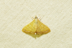 Pagyda lustralis