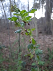 Ribes uva-crispa