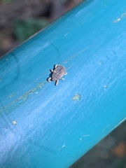Curculionidae
