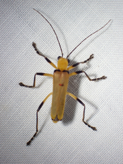 Chauliognathus cinguliventris