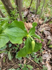 Trillium flexipes