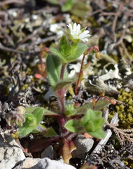 Cerastium brachypetalum