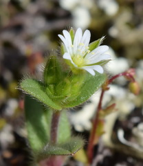 Cerastium brachypetalum