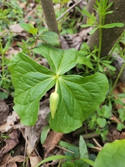 Trillium flexipes