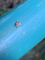 Curculionidae