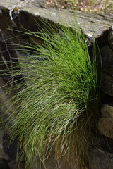Festuca heterophylla