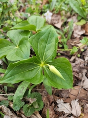 Trillium flexipes