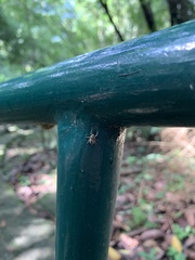 Curculionidae