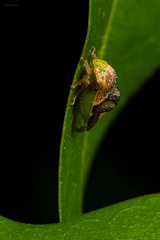 Cyrtolobus fenestratus