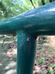 Curculionidae