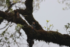 Dendrocopos darjellensis