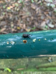 Curculionidae