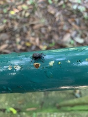 Curculionidae