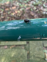 Curculionidae
