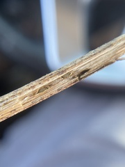Antistrophus