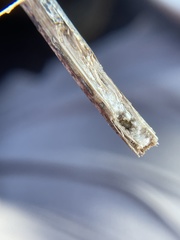 Antistrophus