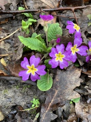 Primula × polyantha