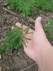 Galium aparine