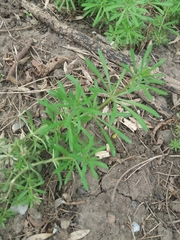 Galium aparine