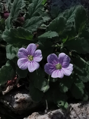 Erodium corsicum