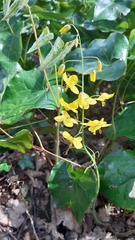 Epimedium pinnatum
