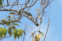 Callosciurus finlaysonii