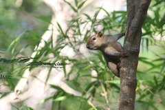 Callosciurus finlaysonii