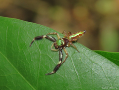 Lurio conspicuus