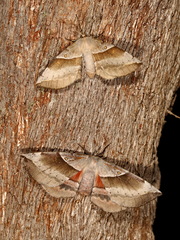 Chelepteryx chalepteryx