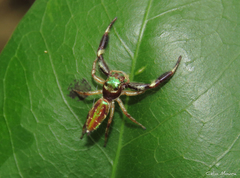 Lurio conspicuus