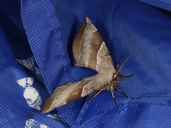 Chelepteryx chalepteryx