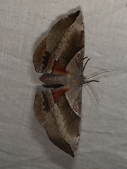 Chelepteryx chalepteryx