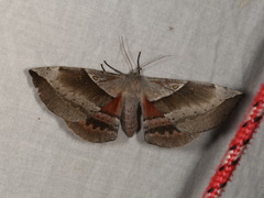 Chelepteryx chalepteryx