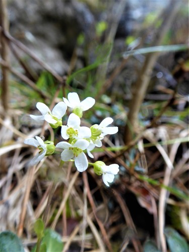 Image of Noccaea montana by (c) Michael Andresek, some rights reserved (CC BY)