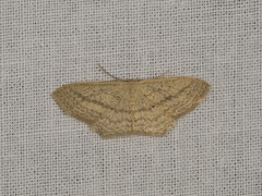 Scopula perlata