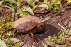 Mauremys japonica