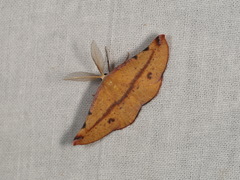 Onycodes traumataria