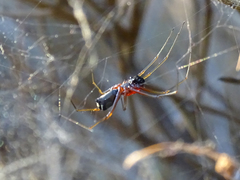 Frontinellina frutetorum