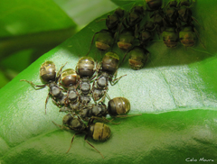 Dolichoderus bispinosus