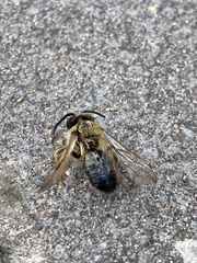 Andrena nigroaenea